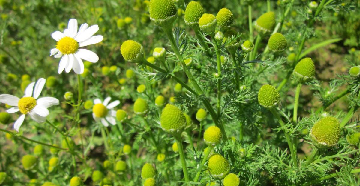 Pineapple weed